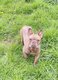 Bouledogue français femelle