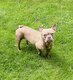 Bouledogue français femelle