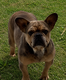 Bouledogue français femelle