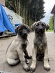 Kangal ( berge d anatolie)