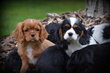 Chiots Cavalier King Charles Spaniel