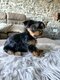 Yorkshire chiots