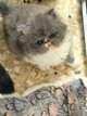 Mafnifique chatons persan à reserver