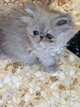 Mafnifique chatons persan à reserver