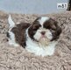 Shih-tzu belles couleurs
