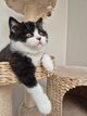 Chatons british shorthair