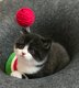 Chatons british shorthair