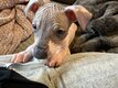 Xoloitzcuintle Standard