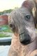 Xoloitzcuintle Standard