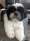 Chiots Shih-Tzu à croquer