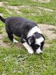 Border collie bleu merle et noir/blanc