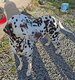 Dalmatienne de 4 ans à donner