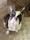 Bouledogue français à donner