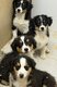 Chiots Berger Australien