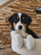 Chiot Berger Australien, dernière femelle...