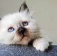 Magnifiques chatons birmans