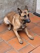 Berger malinois à vendre de 11 mois