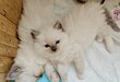 Ragdoll chatons