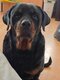 Rottweiler 4 ans à Donner