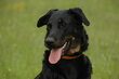 Beauceron pour saillie (cherches)