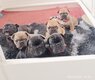 Chiots Bouledogue Français pédigrée