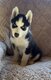 Chiot husky