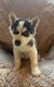 Chiot husky