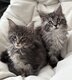 Maine conn 2 magnifiques femelles Polydactyles...