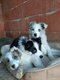 Chiots border collie à vendre