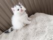 Chatons Highland Straight