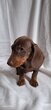 Adorable chiot teckel poil court