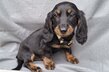 Adorable chiot teckel poil long et cout
