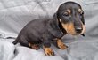 Adorable chiot teckel poil long et cout