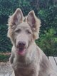 Chiots berger allemand ancien type