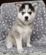 Pomsky f3