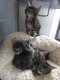 Maine coon
