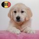 Chiots Golden Retriever à vendre : tendresse et...