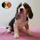 Beagle - chiots jouettes à vendre
