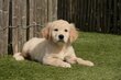 Magnifiques chiots Golden Retriever avec pedigree