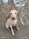 Américain hairless