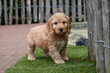 Magnifiques chiots Cockapoo Abricot et Sable