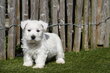 Chiots West Highland White Terrier, avec pedigree