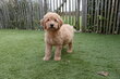 Chiots Labradoodle de taille moyenne, avec...