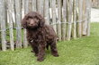 Chiots Labradoodle choco de taille moyenne,...