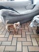 Chiots à vendre bébé pomchi