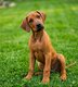Rhodesian ridgeback chiot avec pedigree