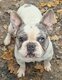 Bouledogue français mâle à vendre