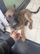 Jeune malinois