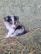 Chiots Border Collie à vendre