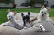 3 magnifiques mâles chien chinois de 2 mois et...